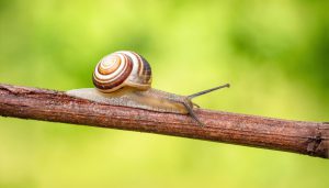 The Slow Drift