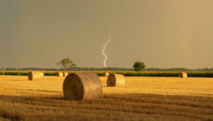 Thunder in the Wheat Harvest